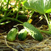 Boston Pickling, Cucumber, - BoxGardenSeedsLLC -Cucumbers - Seeds