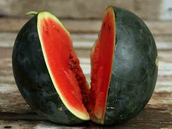 - BoxGardenSeedsLLC - Blacktail Mountain, Watermelon, - Melons, Cantaloupe - Seeds