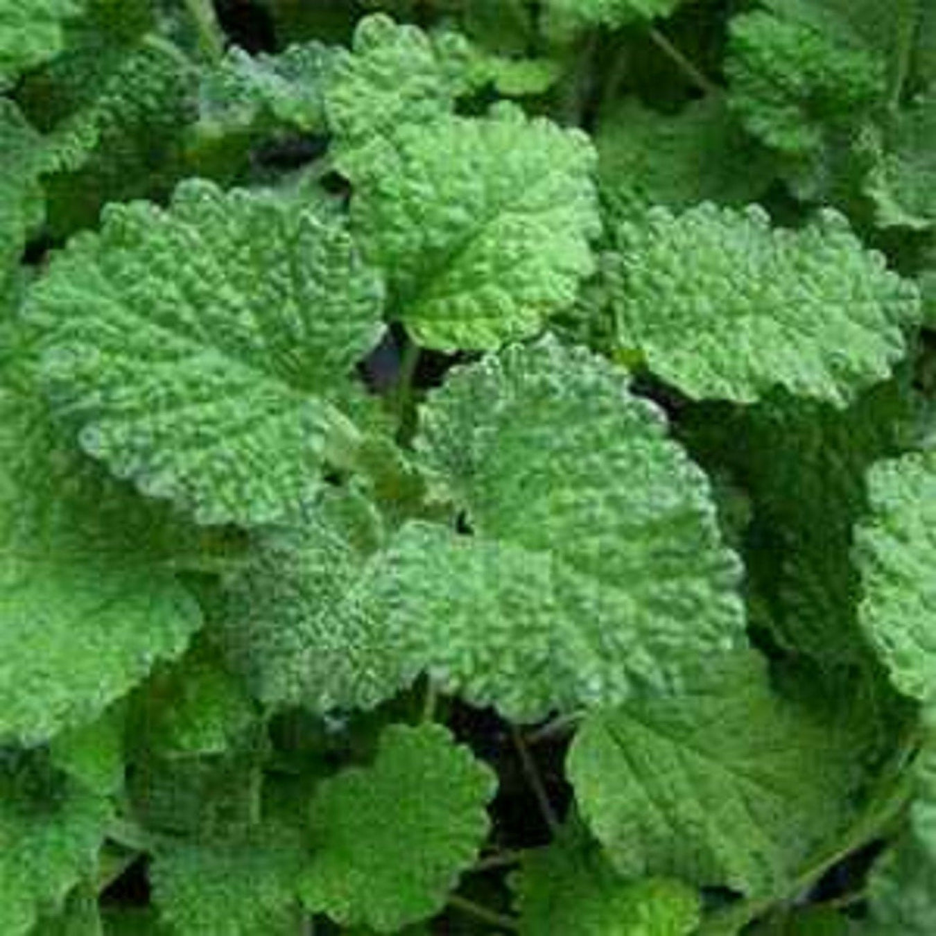 Horehound