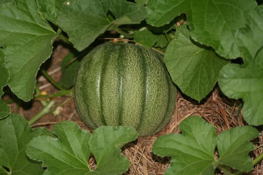 - BoxGardenSeedsLLC - Minnesota Midget, Cantaloupe, - Melons, Cantaloupe - Seeds
