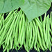 Tobago, Bush Bean, - BoxGardenSeedsLLC -Beans / Dry Beans - Seeds