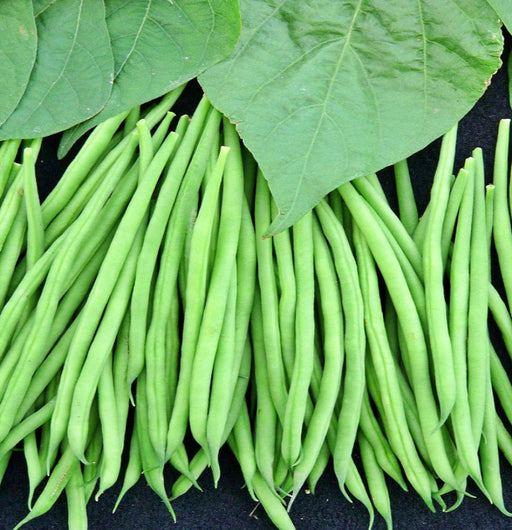 Tobago, Bush Bean, -- BoxGardenSeedsLLC -Beans / Dry Beans - Seeds