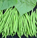 Tobago, Bush Bean, -- BoxGardenSeedsLLC -Beans / Dry Beans - Seeds