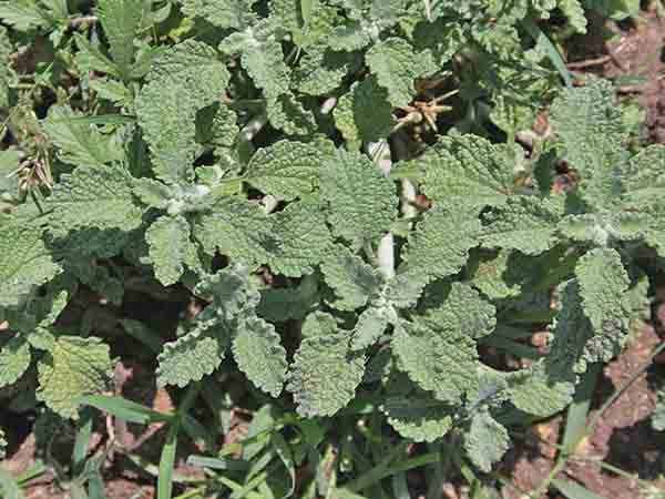 White Horehound, Culinary & Medicinal Herbs, - BoxGardenSeedsLLC -Culinary/Medicinal Herbs - Seeds