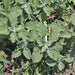 White Horehound, Culinary & Medicinal Herbs, - BoxGardenSeedsLLC -Culinary/Medicinal Herbs - Seeds