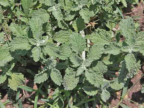 White Horehound, Culinary & Medicinal Herbs - BoxGardenSeedsLLC - Culinary/Medicinal Herbs - Seeds - USA Seller, Thank you for shopping here today, Naturally Grown GMO Free Seeds, Heirloom Open Pollinated Seeds, Fresh Top Quality Premium Seeds