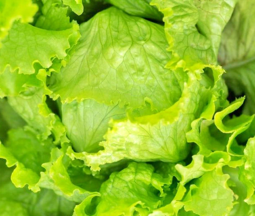 Great Lakes Mesa 659, Crisphead Lettuce, -- BoxGardenSeedsLLC -Lettuce - Seeds