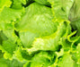 Great Lakes Mesa 659, Crisphead Lettuce, -- BoxGardenSeedsLLC -Lettuce - Seeds