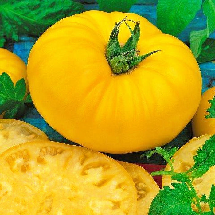 Giant Yellow Belgium, Tomato, -- BoxGardenSeedsLLC -Tomatoes,Tomatillos - Seeds