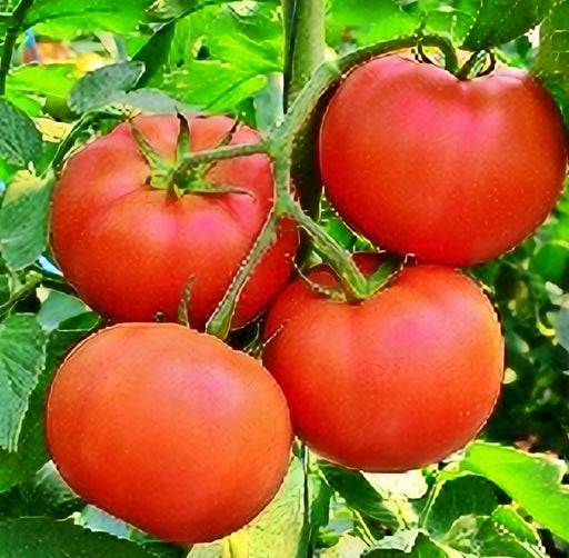 - BoxGardenSeedsLLC - Homestead, Tomato, - - Seeds