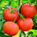 Homestead, Tomato, - BoxGardenSeedsLLC -Abundant Stock SALE - Seeds