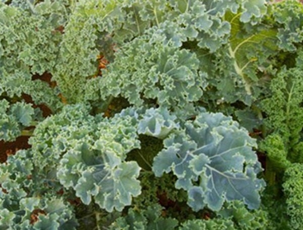 - BoxGardenSeedsLLC - Dwarf Siberian Kale - Cabbage, Kale - Seeds