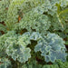 Dwarf Siberian, Kale, - BoxGardenSeedsLLC -Cabbage, Kale - Seeds