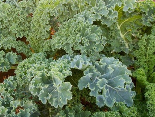 Dwarf Siberian, Kale, -- BoxGardenSeedsLLC -Cabbage, Kale - Seeds