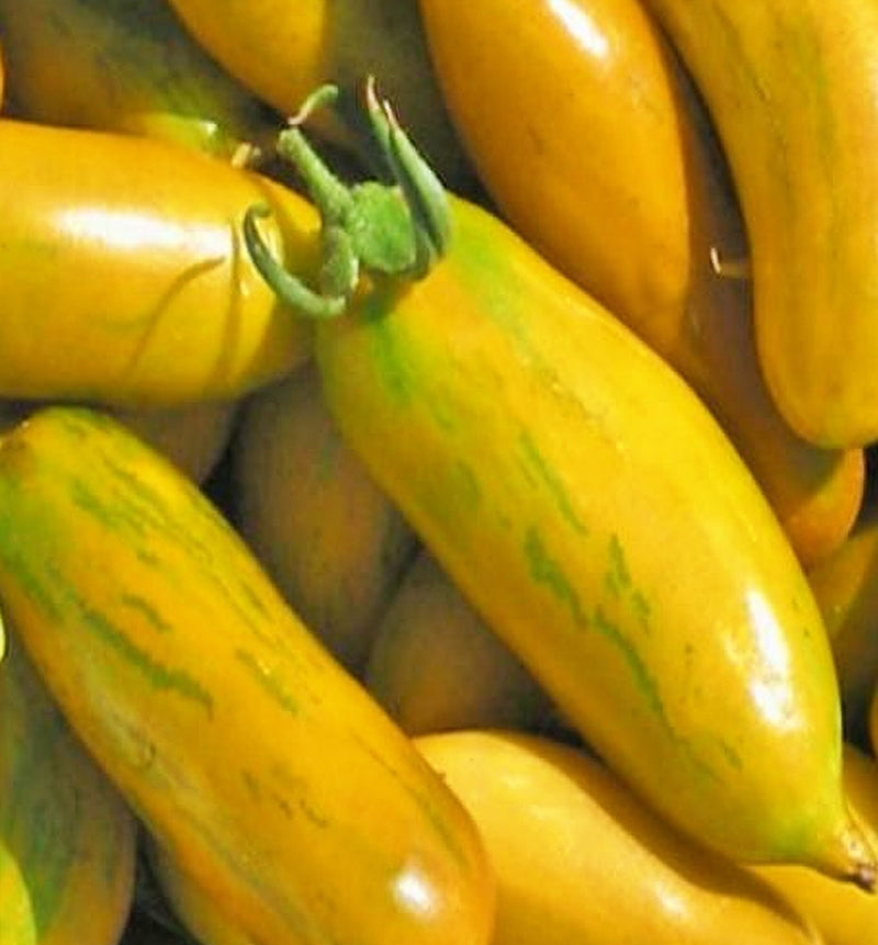 Green Sleeves, Tomato - BoxGardenSeedsLLC - Tomatoes,Tomatillos - Seeds - 