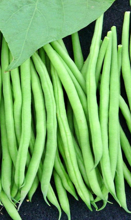 Tobago, Bush Bean, -- BoxGardenSeedsLLC -Beans / Dry Beans - Seeds