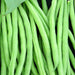 Tobago, Bush Bean, - BoxGardenSeedsLLC -Beans / Dry Beans - Seeds