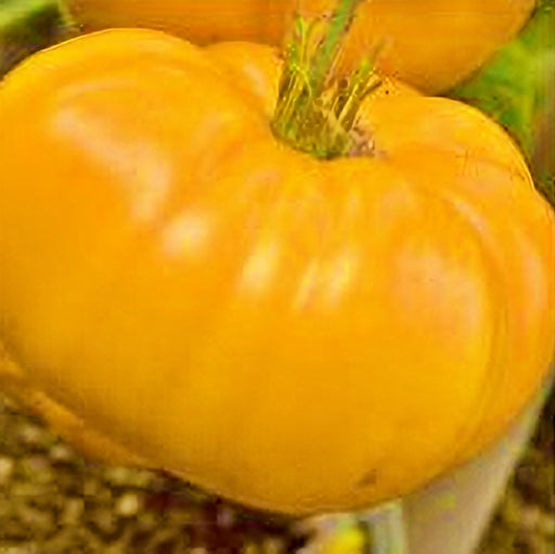 - BoxGardenSeedsLLC - Giant Yellow Belgium, Tomato, - Tomatoes,Tomatillos - Seeds