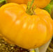 Giant Yellow Belgium, Tomato, -- BoxGardenSeedsLLC -Tomatoes,Tomatillos - Seeds