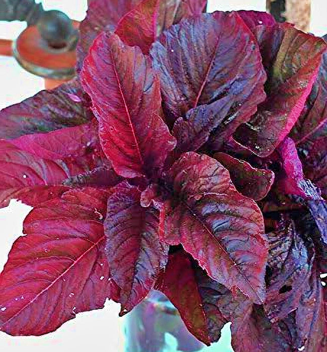 Midnight Red, Amaranth, -- BoxGardenSeedsLLC -Culinary/Medicinal Herbs - Seeds