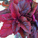 Midnight Red, Amaranth, - BoxGardenSeedsLLC -Culinary/Medicinal Herbs - Seeds