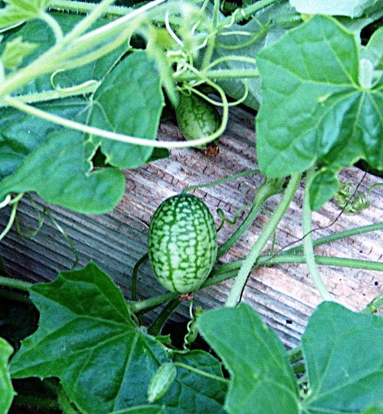 Cucamelon, Mexican Sour Gherkin - BoxGardenSeedsLLC - Melons, Cantaloupe - Seeds - USA Seller, Thank you for shopping here today, Naturally Grown GMO Free Seeds, Heirloom Open Pollinated Seeds, Fresh Top Quality Premium Seeds