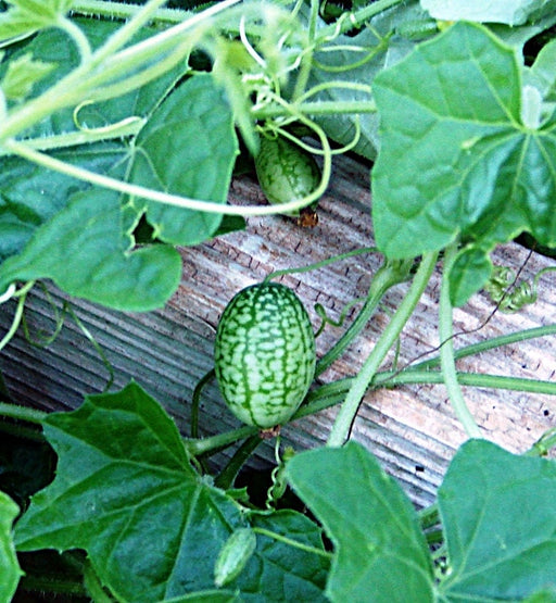 Cucamelon, Mexican Sour Gherkin, - BoxGardenSeedsLLC -Melons, Cantaloupe - Seeds