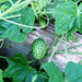 Cucamelon, Mexican Sour Gherkin, - BoxGardenSeedsLLC -Melons, Cantaloupe - Seeds