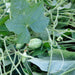 Cucamelon, Mexican Sour Gherkin, - BoxGardenSeedsLLC -Melons, Cantaloupe - Seeds