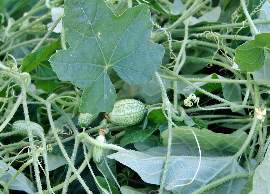 Cucamelon, Mexican Sour Gherkin, - BoxGardenSeedsLLC -Melons, Cantaloupe - Seeds