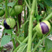 Purple, Tomatillo - BoxGardenSeedsLLC -Abundant Stock SALE - Seeds