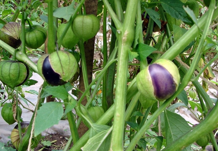 Purple, Tomatillo, - BoxGardenSeedsLLC -Abundant Stock SALE - Seeds