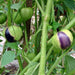 Purple, Tomatillo, - BoxGardenSeedsLLC -Abundant Stock SALE - Seeds