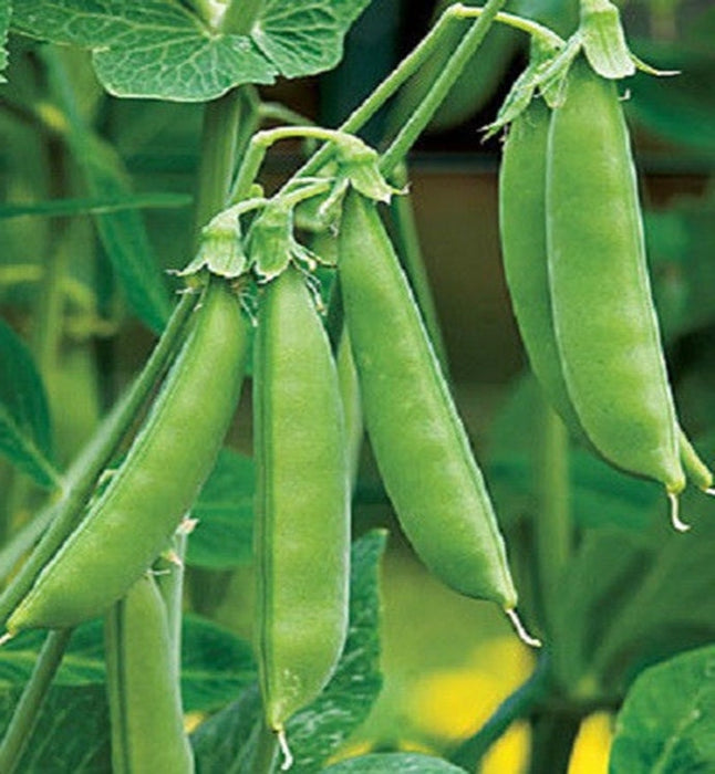 Sugar Ann, Snap Peas, -- BoxGardenSeedsLLC -Peas - Seeds