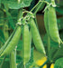 Sugar Ann, Snap Peas, -- BoxGardenSeedsLLC -Peas - Seeds