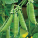 Sugar Ann, Snap Peas, - BoxGardenSeedsLLC -Abundant Stock SALE - Seeds