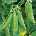 Sugar Ann, Snap Peas, - BoxGardenSeedsLLC -Abundant Stock SALE - Seeds