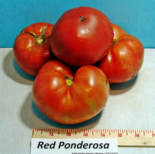- BoxGardenSeedsLLC - Ponderosa Red, Tomato, - Tomatoes,Tomatillos - Seeds