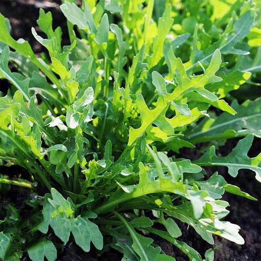 Wild Arugula, - BoxGardenSeedsLLC -Gourmet/Native Greens - Seeds