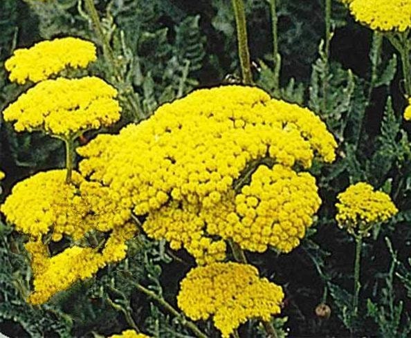 Yarrow, Golden, - BoxGardenSeedsLLC -Culinary/Medicinal Herbs - Seeds