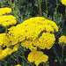 Yarrow, Golden, - BoxGardenSeedsLLC -Culinary/Medicinal Herbs - Seeds