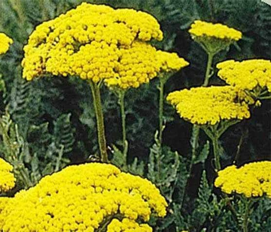 Yarrow, Golden, -- BoxGardenSeedsLLC -Culinary/Medicinal Herbs - Seeds