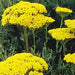 Yarrow, Golden, - BoxGardenSeedsLLC -Culinary/Medicinal Herbs - Seeds