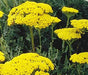 Yarrow, Golden, -- BoxGardenSeedsLLC -Culinary/Medicinal Herbs - Seeds