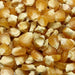 Golden Bantam, Sweet Corn, - BoxGardenSeedsLLC -Abundant Stock SALE - Seeds