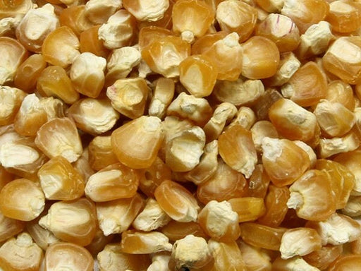 Golden Bantam, Sweet Corn, -- BoxGardenSeedsLLC -Abundant Stock SALE - Seeds