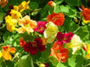 Jewel Mix, Nasturtium, -- BoxGardenSeedsLLC -Gourmet/Native Greens - Seeds