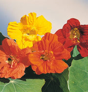 Jewel Mix, Nasturtium - BoxGardenSeedsLLC - Gourmet/Native Greens - Seeds - USA Seller, Thank you for shopping here today, Naturally Grown GMO Free Seeds, Heirloom Open Pollinated Seeds, Fresh Top Quality Premium Seeds