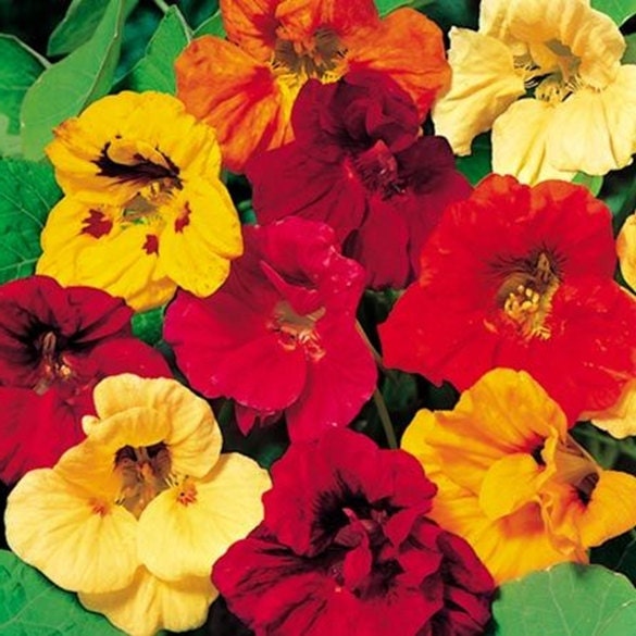 Jewel Mix, Nasturtium, -- BoxGardenSeedsLLC -Gourmet/Native Greens - Seeds