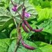 Royalty Purple Pod, Bush Bean, - BoxGardenSeedsLLC -Beans / Dry Beans - Seeds